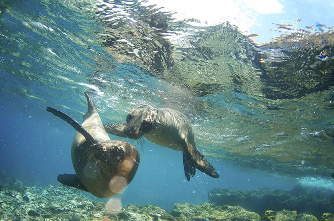 Playful sea lions. Photo: iStock