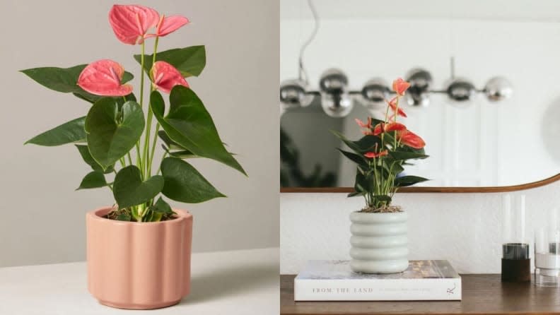 Best Valentine's Day gifts: A plant from The Sill