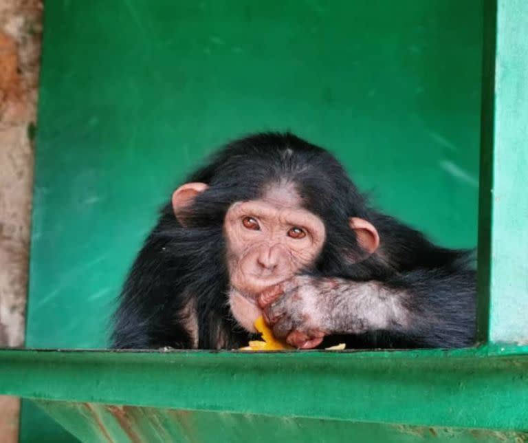 Una de los tres chimpancés robados de un santuario en la República de Congo