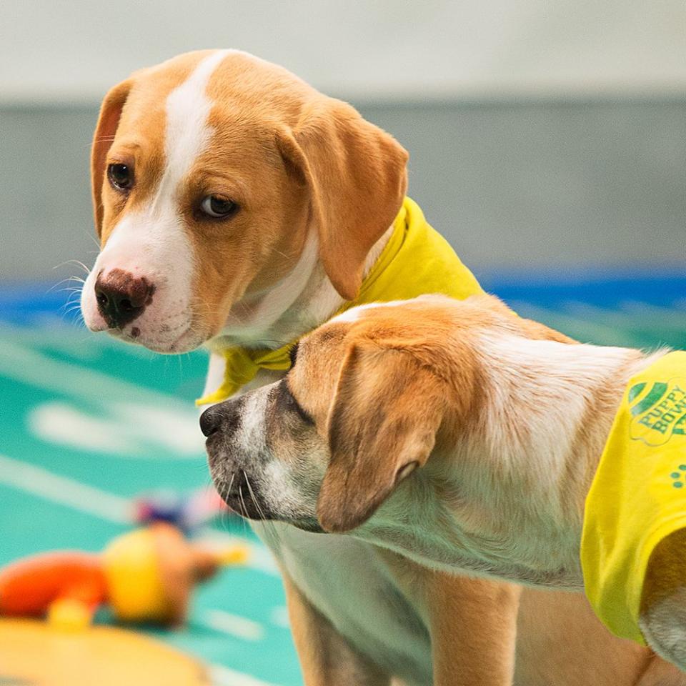 Puppy Bowl 2017