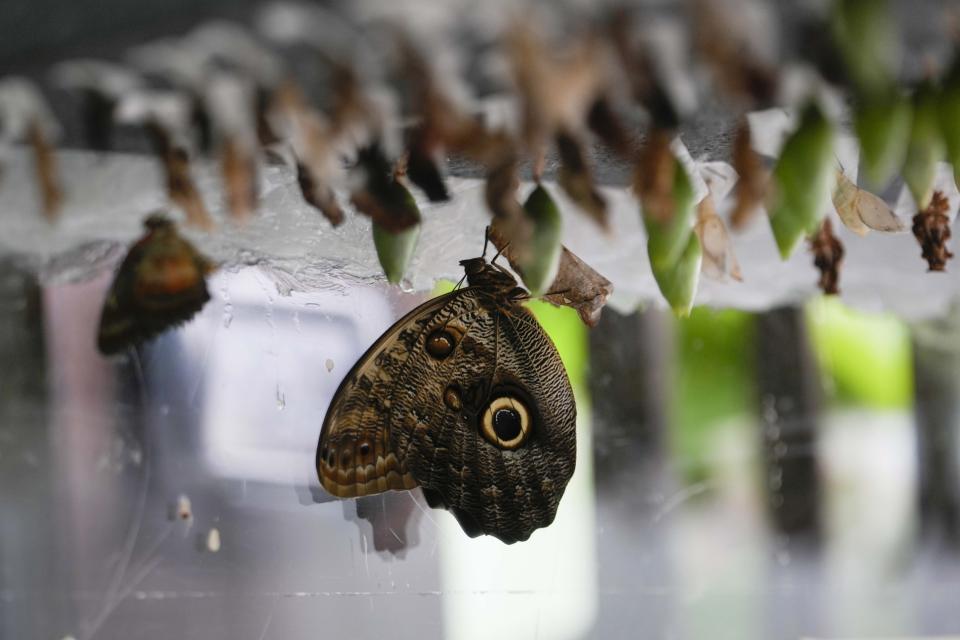 A butterfly nursery with chrysalises of different species is displayed at the greenhouse of the Museo delle Scienze (MUSE), a science museum in Trento, Italy, Monday, May 6, 2024. In the center is a Caligo owl butterfly newborn that is ready for its first flight. (AP Photo/Luca Bruno)