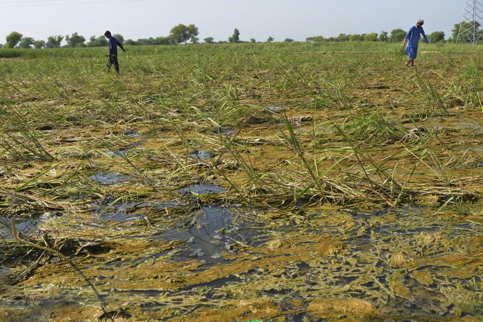 Villagers works in flooded rice field caused by heavy monsoon rains, in Dera Allahyar area of Jaffarabad, a district of southwestern Baluchistan province, Pakistan, Saturday, Sept. 17, 2022. Nearly three months after causing widespread destruction in Pakistan's crop-growing areas, flood waters are receding in the country, enabling some survivors to return home. The unprecedented deluges have wiped out the only income source for millions, with officials and experts saying the floods damaged 70% of the country's crops. (AP Photo/Zahid Hussain)