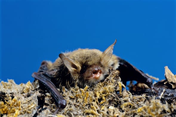 Daubentons bat, Myotis daubentonii