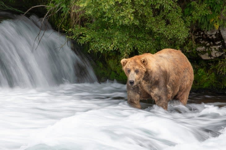 <span class="article__caption">The infamous Otis at Brooks Falls.</span> (Photo: Mark Kostich/iStock/Getty Images Plus)