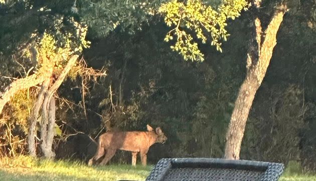 A Texas woman caught this image of a mystery animal near her home.