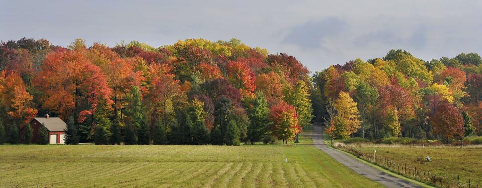 Fall foliage is in full color along Maple Lane Drive in Summit Township in this 2016 file photo. Erie County offers many locations to view the changing leaves.