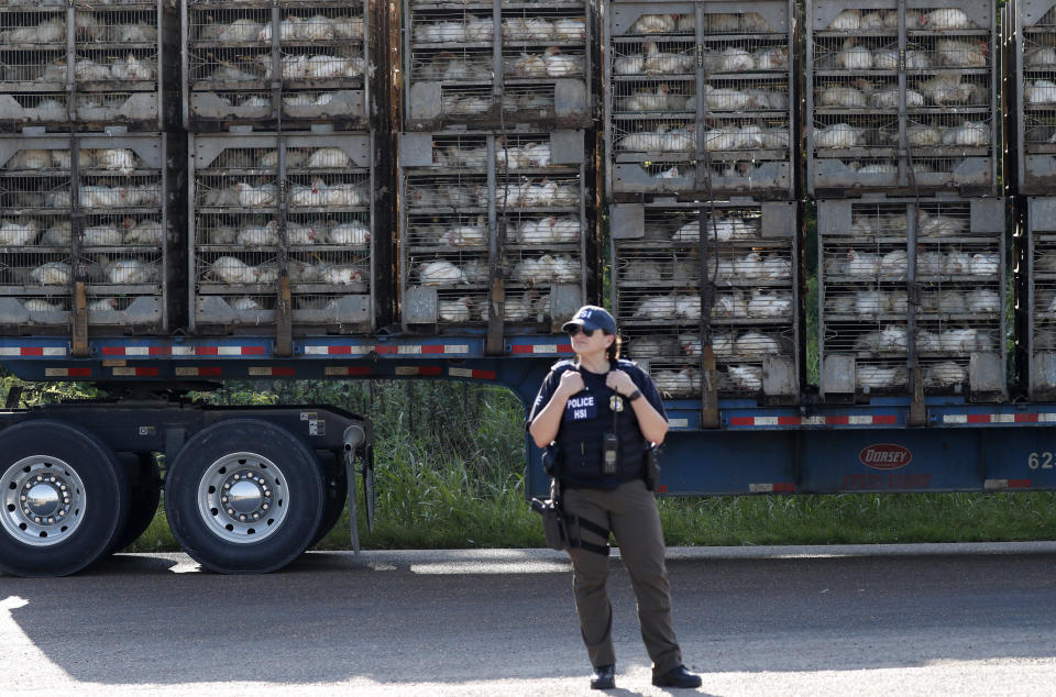 A trailer loaded with chickens passes a federal agent outside a Koch Foods Inc., plant in Morton, Miss. Wednesday, Aug. 7, 2019. U.S. immigration officials raided several Mississippi food processing plants on Wednesday and signaled that the early-morning strikes were part of a large-scale operation targeting owners as well as employees. (AP Photo/Rogelio V. Solis)