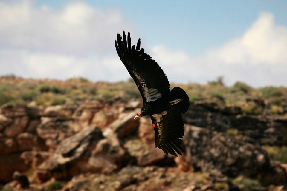 The San Diego Zoo Wildlife Alliance recently welcomed its 250th California condor chick, marking a significant moment for a species that was once on the brink of extinction.
