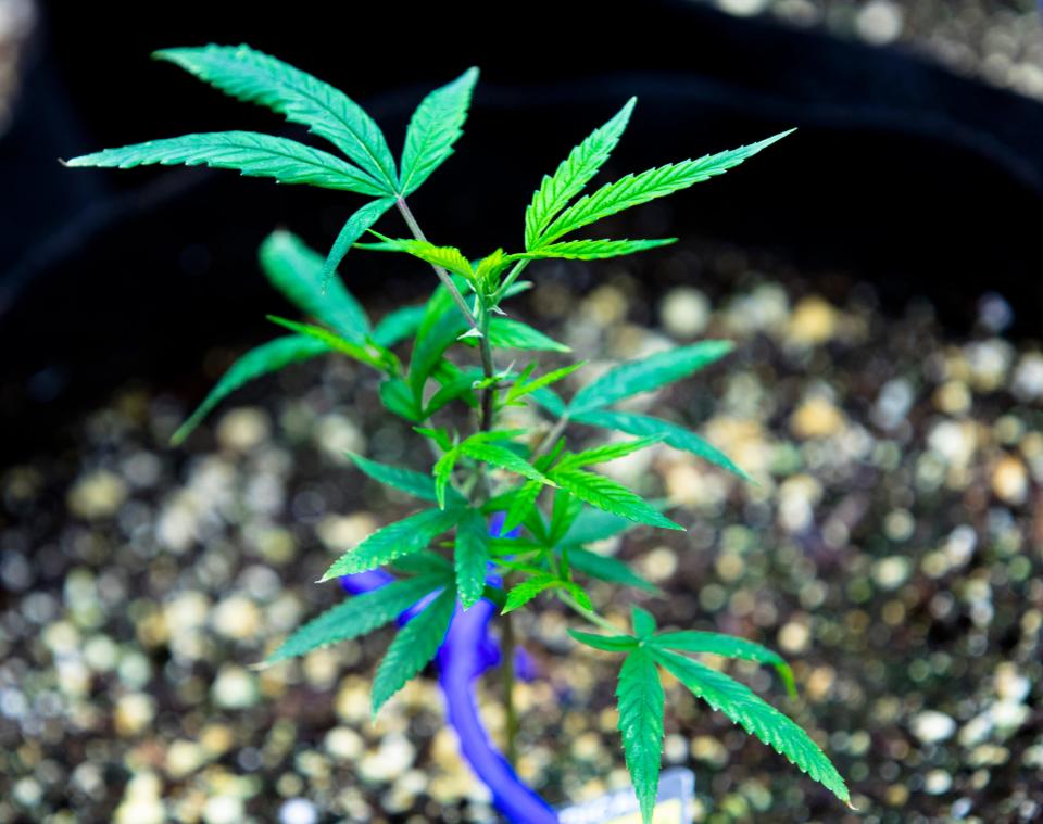 A cannabis seedling at Cresco Labs medical marijuana plant in Yellow Springs, Ohio, in 2018.
