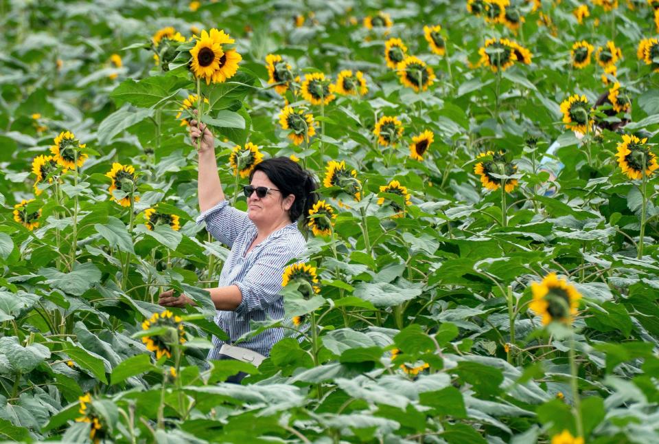 In addition to a pumpkin patch, Bedner's Fall Festival 2023 will feature a sunflower field and more.