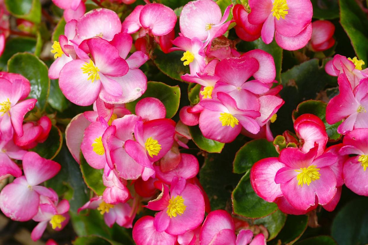 macro of an ice begonia