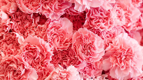 Carnations