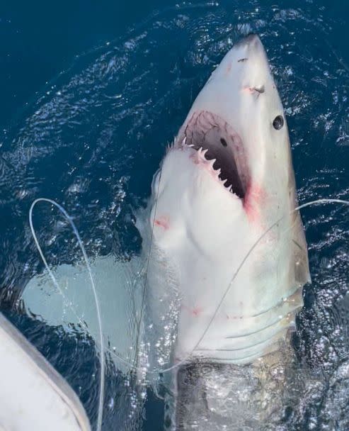PHOTO: The great white shark caught by 12-year-old Cambell Keenan while fishing in Florida. (Courtesy of Katie Savage)