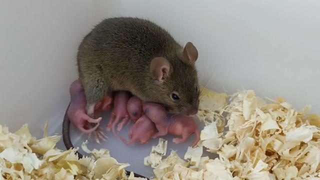 baby deer mouse