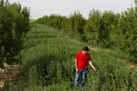 Intensive farmer Jose Dariush Leal da Costa poses for a portrait at his almond tree plantation near Portel, Portugal, August 2, 2018. REUTERS/Rafael Marchante