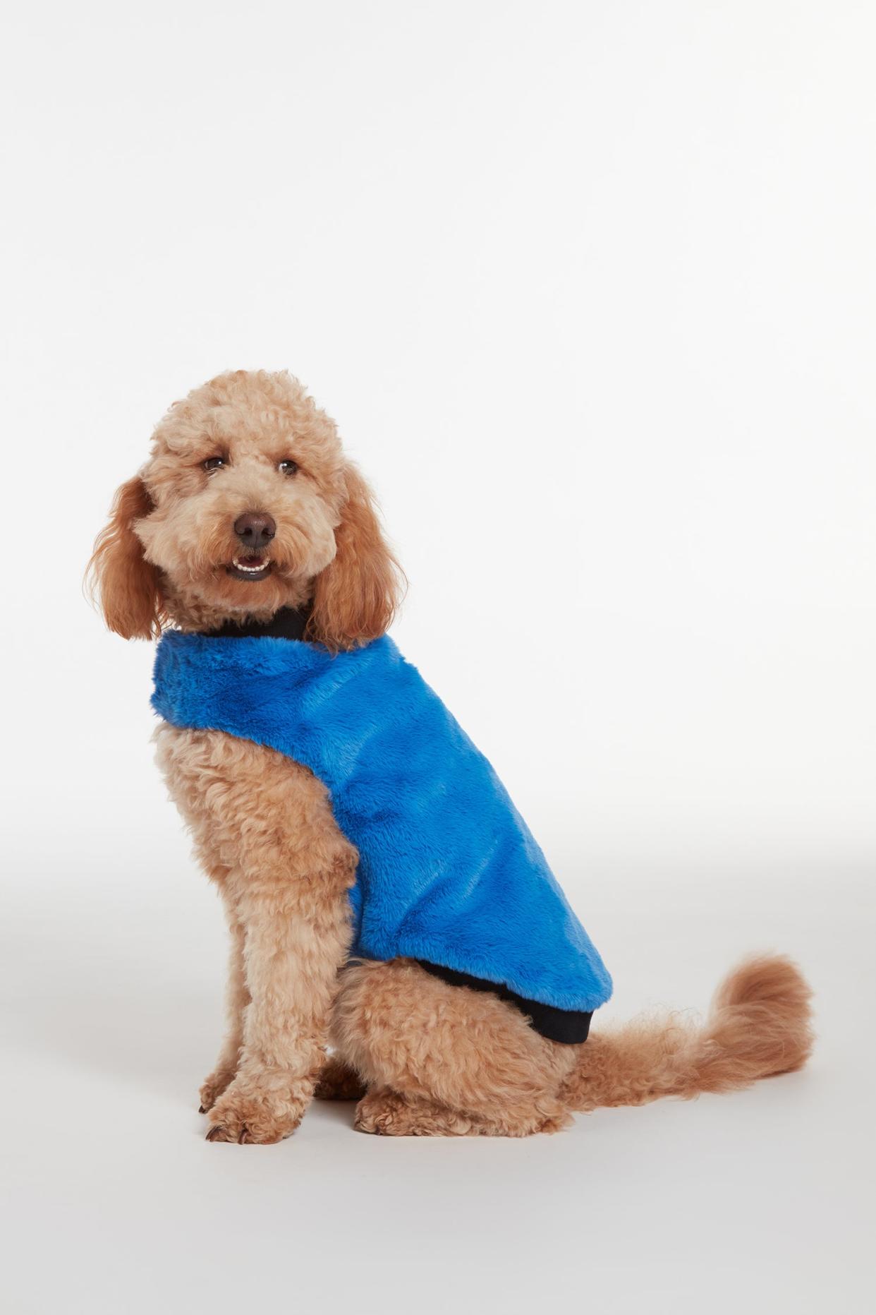 <p><a href="https://go.redirectingat.com?id=74968X1596630&url=https%3A%2F%2Fapparis.com%2Fproducts%2Fcarter-faux-fur-pet-vest-azure-blue&sref=https%3A%2F%2Fwww.harpersbazaar.com%2Ffashion%2Ftrends%2Fg38145217%2Fbest-pet-gifts%2F" rel="nofollow noopener" target="_blank" data-ylk="slk:Shop Now;elm:context_link;itc:0;sec:content-canvas" class="link rapid-noclick-resp">Shop Now</a></p><p>Carter Pet Vest</p><p>apparis.com</p><p>$60.75</p><span class="copyright">Apparis</span>