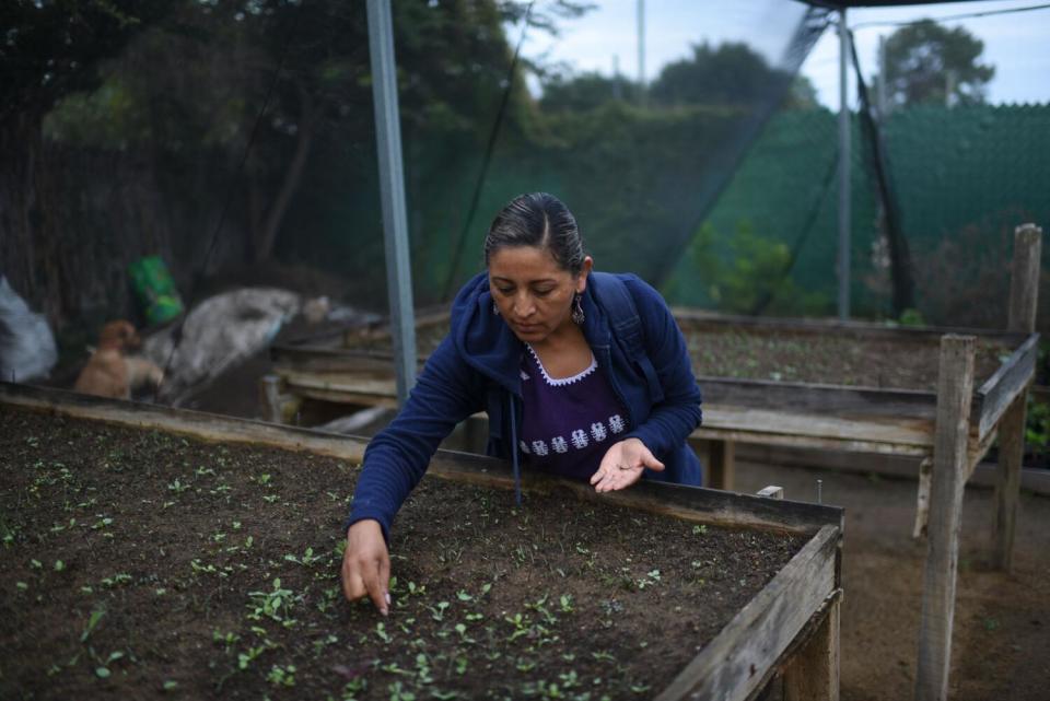 A woman tends to agave in a large trough.