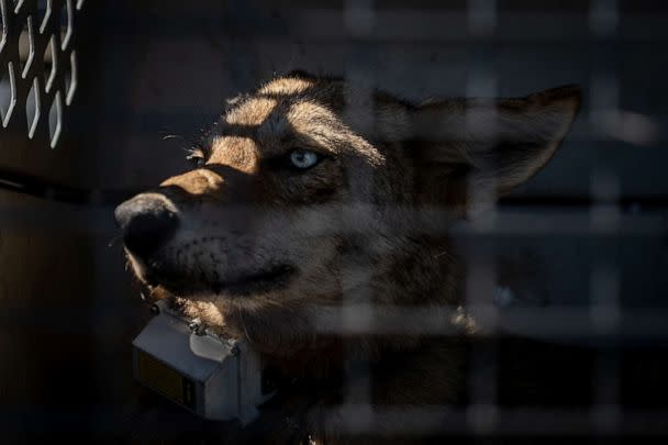 PHOTO: LA04F, a coastal Louisiana marsh coyote, waits for her release after being collared for the Gulf Coast Canine Project study. The project strives to understand these unique canids that harbor extirpated Red Wolf ancestry. (Amy C. Shutt)