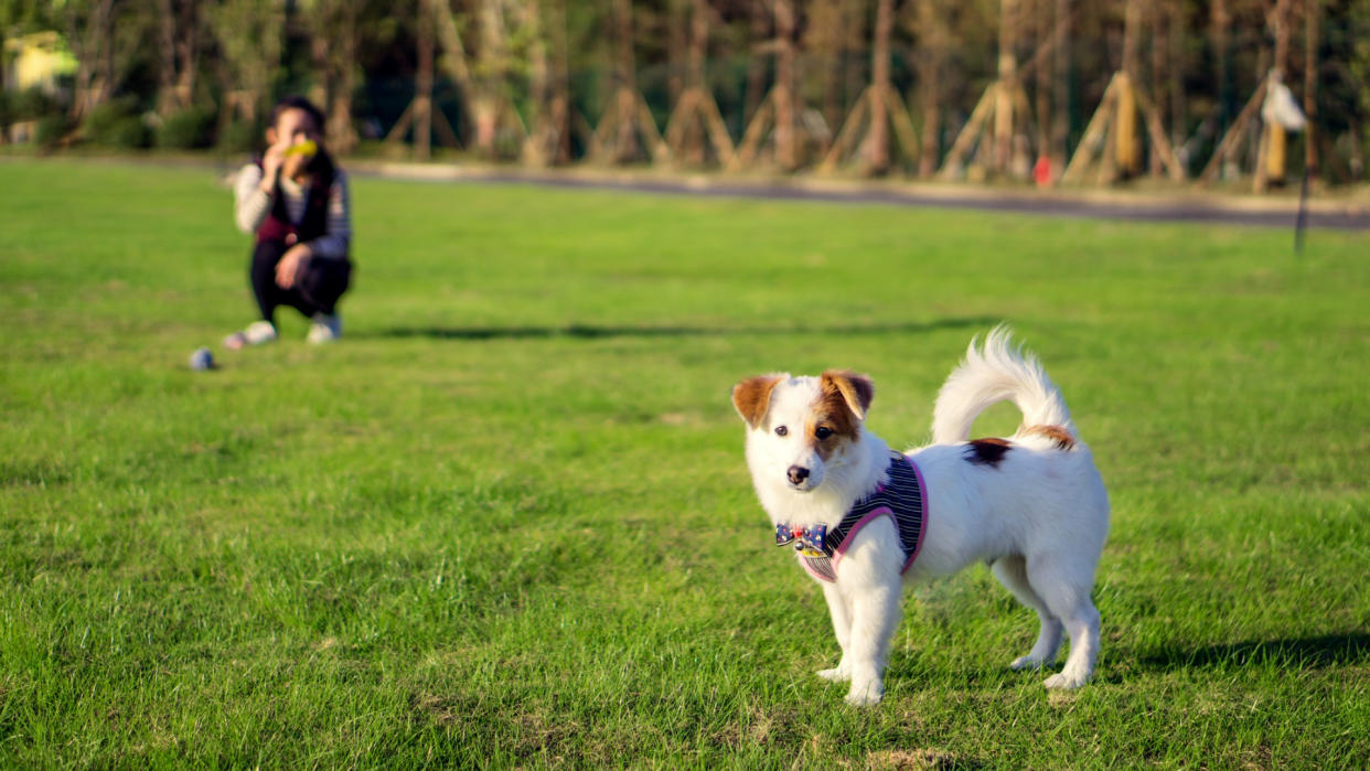  Dog not responding to owner on a walk in a field. 