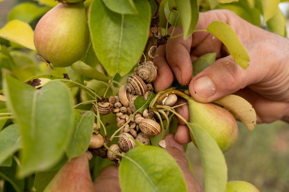 <a href="https://www.shutterstock.com/es/image-photo/mans-hands-removes-plague-snails-branch-2086391476" rel="nofollow noopener" target="_blank" data-ylk="slk:Maria Jose Silva Jimenez / Shutterstock;elm:context_link;itc:0;sec:content-canvas" class="link ">Maria Jose Silva Jimenez / Shutterstock</a>