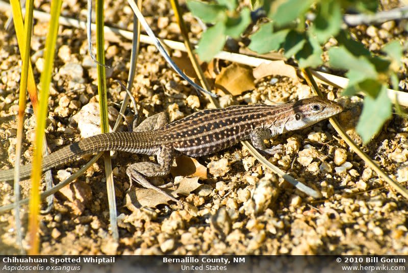 Chihuahuan Spotted Whiptail | Photo by Bill Gorum