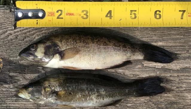 Death tally after rotenone dose in Miramichi watershed: 32 smallmouth bass,  514 salmon