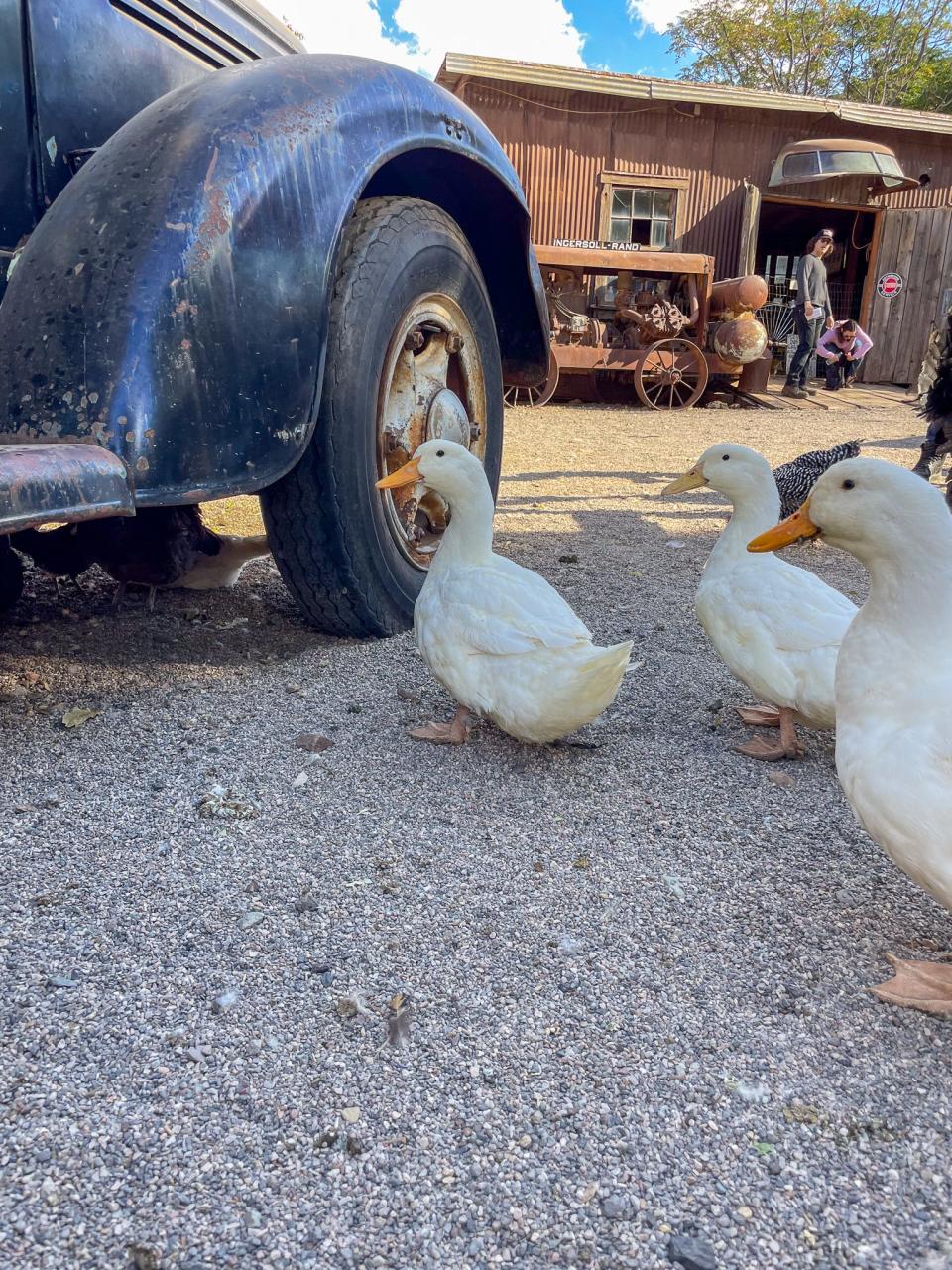 Farm ducks at the ghost town.