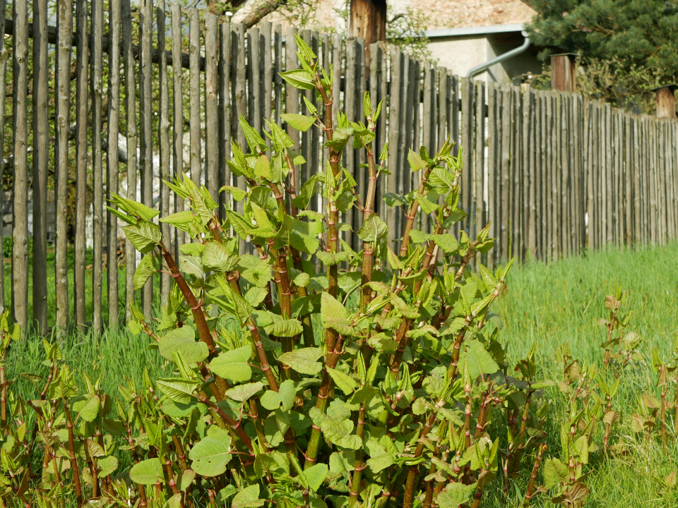 invasive japanese knotweed plant growing in someone's backyard