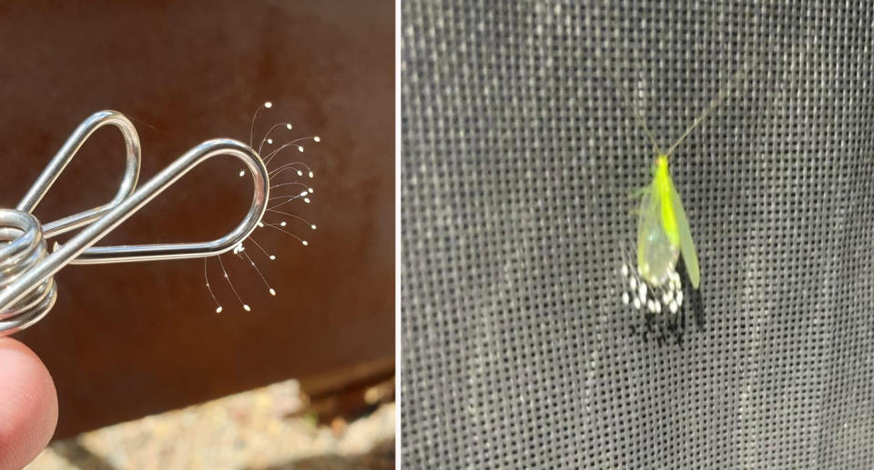 Green lacewig insect laying eggs (right) lacewig insect eggs on silver peg (left)