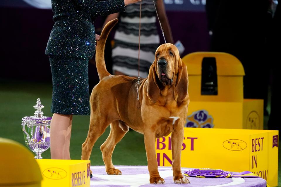 Who will win Best in Show? Schedule, TV, streaming info for 2023