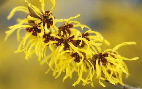 Hamamelis x intermedia var Pallida (Witch Hazel) - Credit: Richard Bloom/Getty Images