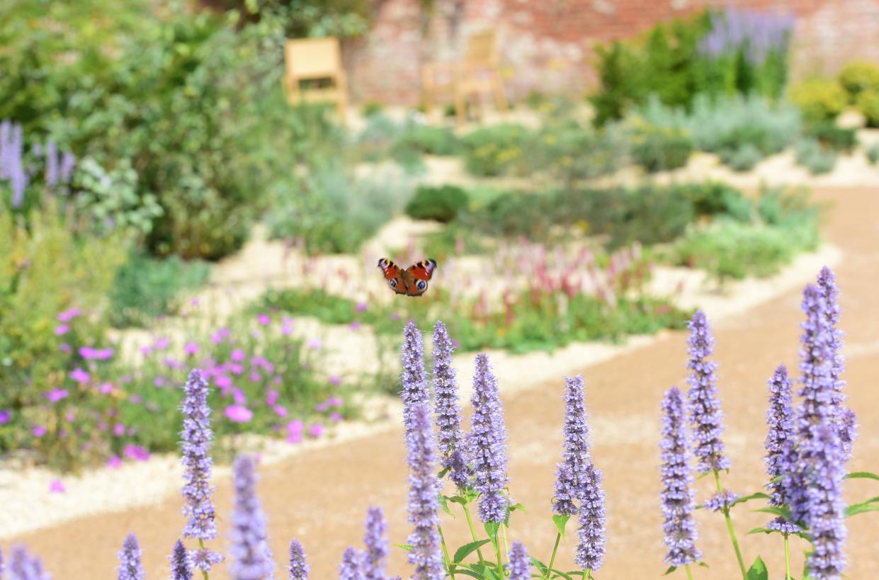 A peacock butterfly flies over purple flowers in the Mediterranean Garden