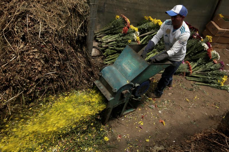 Foto del lunes de un trabajador destruyendo flores que no podrán ser exportadas desde Llano Grande, Costa Rica, debido al brote de coronavirus