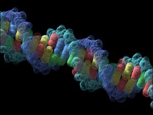 Prenatal DNA