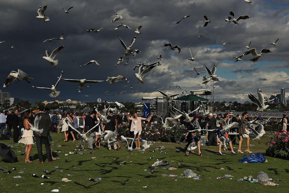 Seagulls at the Melbourne Cup Day