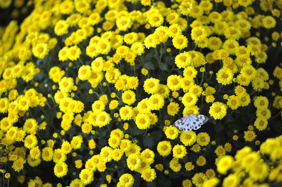 <p>Die Chrysantheme oder Winteraster steht neben Frische auch für Beständigkeit und Beziehungsbereitschaft. Die weiße Chrysantheme gilt in Mitteleuropa allerdings auch als Todesbote und wird daher besser nicht verschenkt. Mit dem Tod wird sie auch in Mexiko assoziiert: Dort wird die orangefarbene Chrysantheme am Tag der Toten, der zeitgleich zu Allerheiligen und Allerseelen Anfang November stattfindet, zum Schmuck von Straßen, Wohnungen und Friedhöfen verwendet. (Bild: Getty Images) </p>