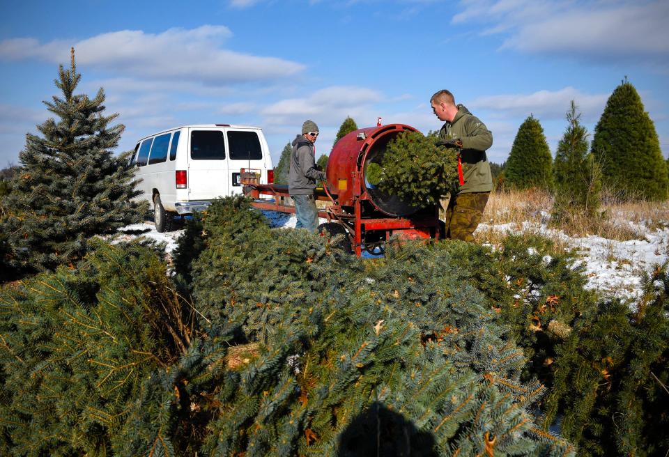 Justin Zeroth and Adam Thomas, Jan's Christmas Trees, bale trees to be shipped Tuesday, Nov. 13, near Clear Lake.