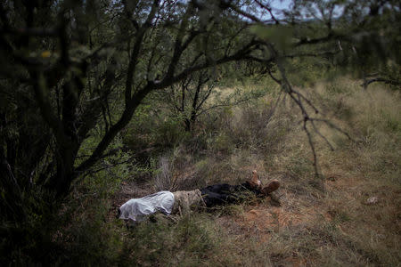 FILE PHOTO: The body of Misael Paiz, 25, a migrant from Guatemala, lies covered in a white cloth after it was located by U.S. Border Patrol agents in the Sonoran Desert in Pima County, Arizona September 10, 2018. REUTERS/Lucy Nicholson/File Photo