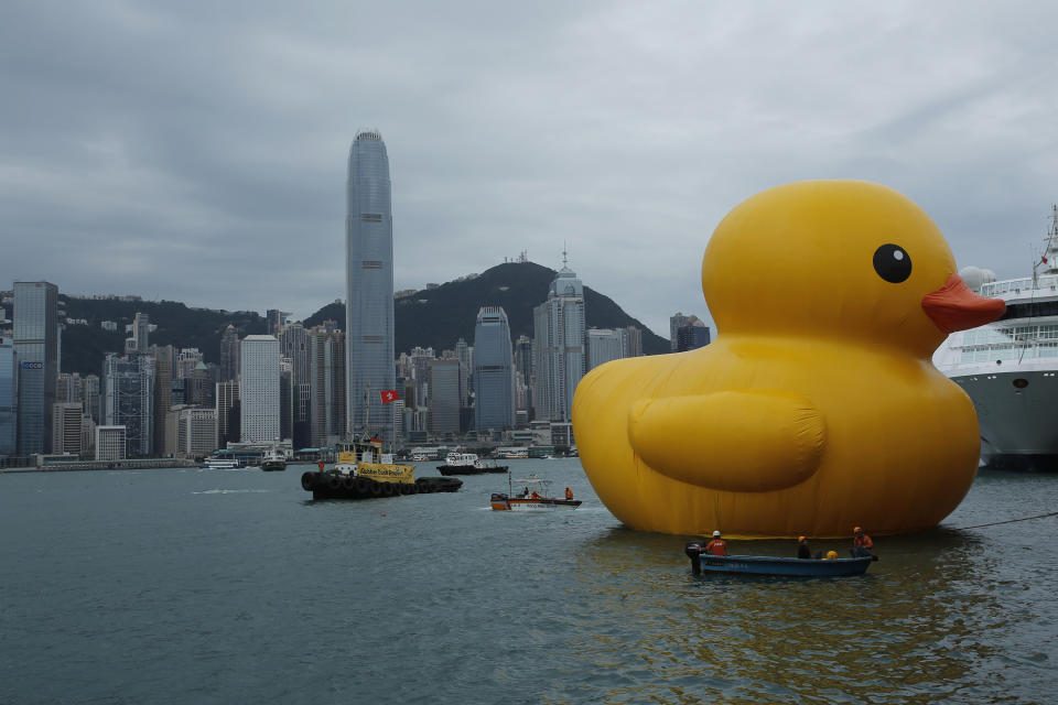 大黃鴨在維港出現，與四周景物相映成趣。 (AP Photo/Vincent Yu)