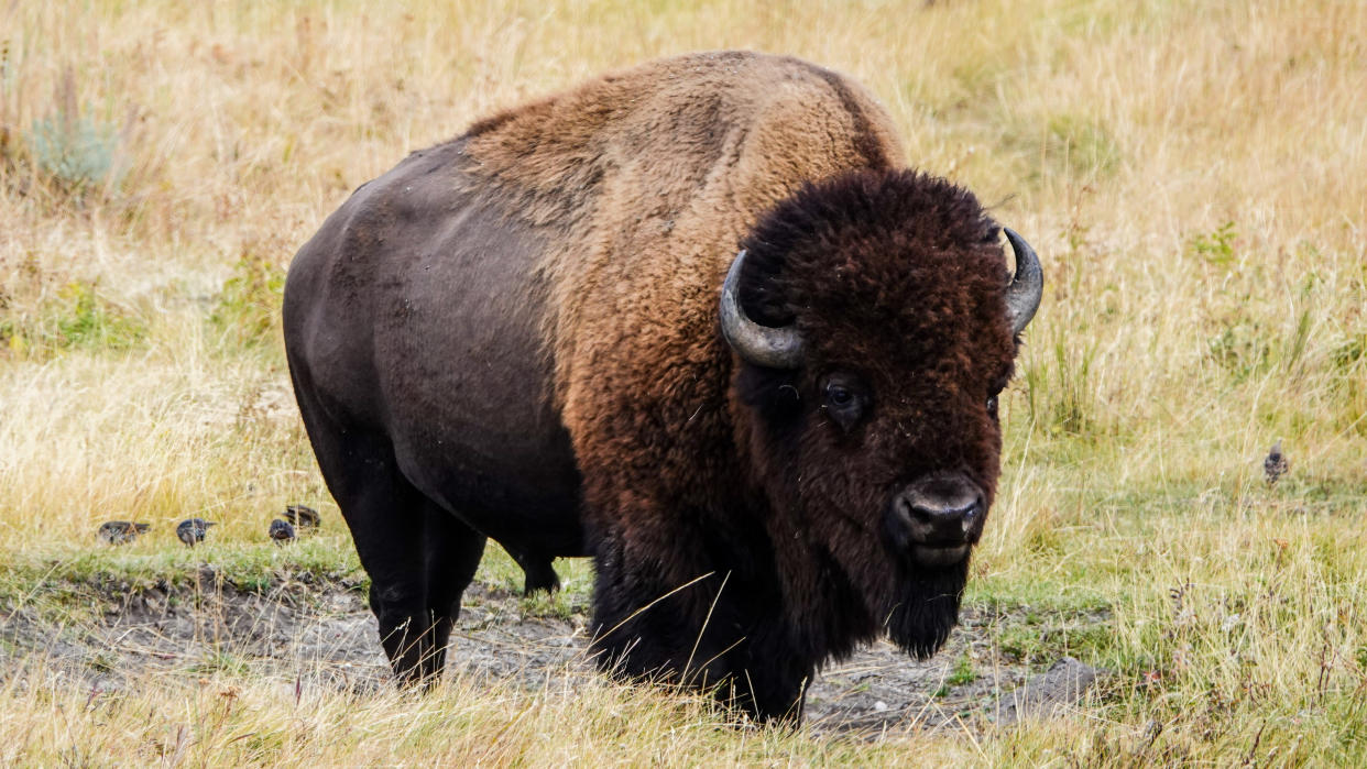  Bison in field at Yellowstone National Park, USA 