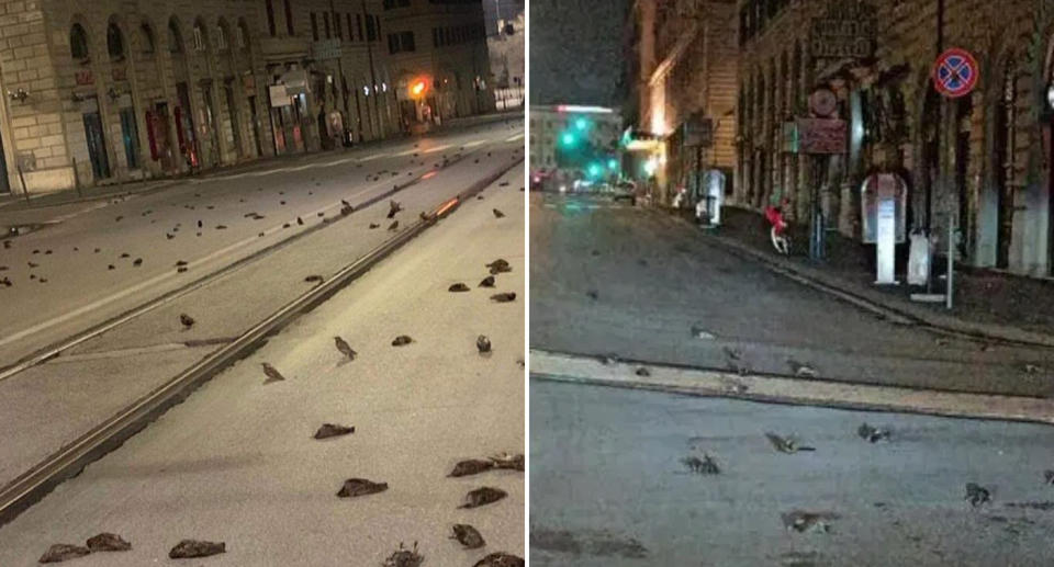 Scenes of dead birds on the streets of Rome