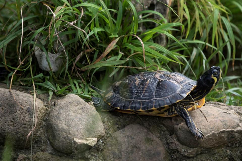 It's not known how the turtle came to be inside the woman's body (stock image - PA)