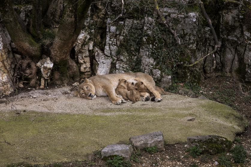 Asiatic lion Shiva, the mother of the three unnamed cubs, feeds her cubs in the Besancon zoo, eastern France, Thursday, Feb. 27, 2014. The Besancon zoo held off announcing the December 31, 2013 births until this week, afraid the two females and a male might not survive. There are about 300 Asiatic lions in the wild all, in an Indian reserve, according to the WWF. It's one of the world's rarest species. (AP Photo/Laurent Cipriani)