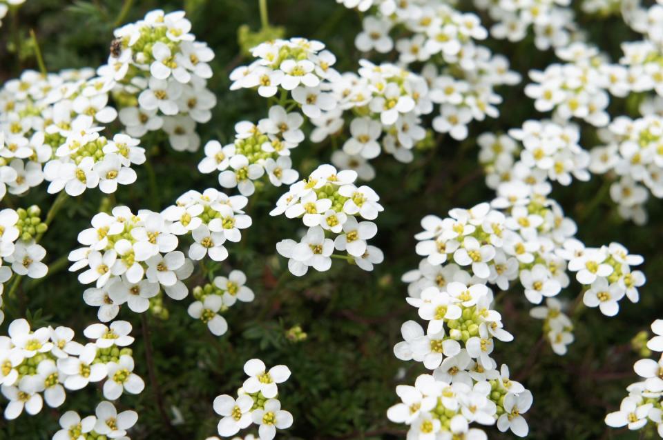 7) Sweet Alyssum