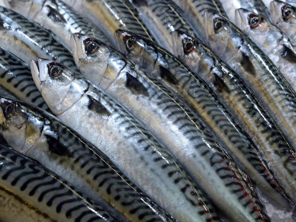 Mackerel is used as live bait in tuna fishing. (Jean-Pierre Muller/AFP/Getty Images - image credit)