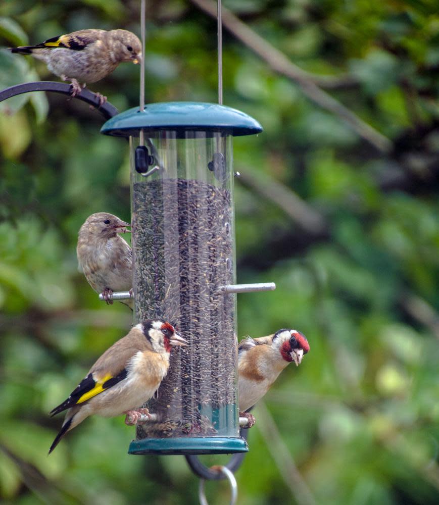 Goldfinches on a bird feeder.