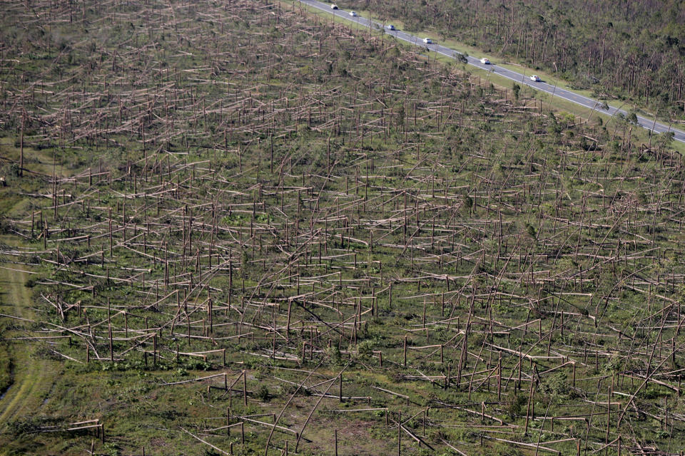 FILE - In this Oct. 12, 2018, file photo, downed trees are seen from the air near Tyndall Air Force Base in the aftermath of Hurricane Michael near Mexico Beach, Fla. The massive storm killed more than two dozen people in northern Florida, destroyed hundreds of homes and brought catastrophic damage to the region’s timber industry. (AP Photo/Gerald Herbert, File)
