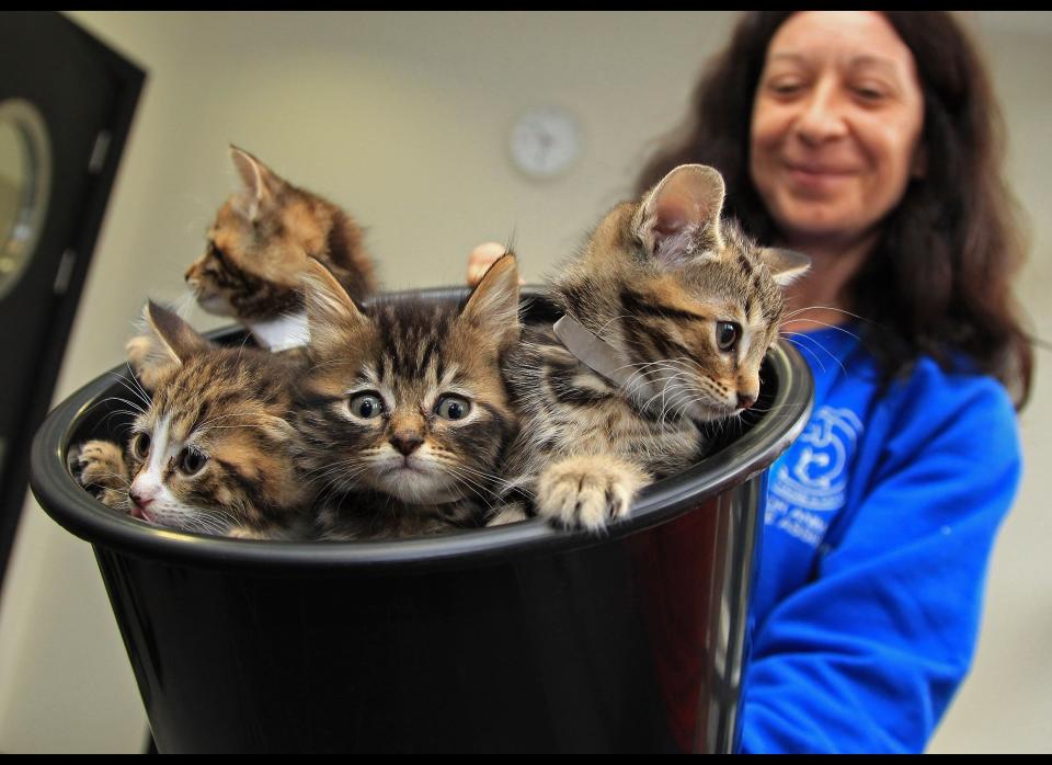 Kittens are pictured in a bucket, before the arrival of Britain's Camilla, the Duchess of Cornwall, at Battersea Dogs and Cats Home, in London on October 27, 2010.  The Duchess opened the new cattery during her visit to the animal refuge, which is celebrating it's 150th anniversary this year. (Chris Jackson/AFP/Getty Images)