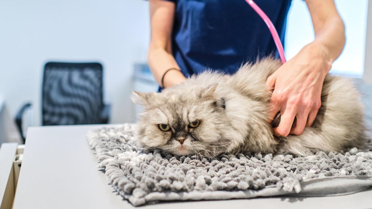 Cat being seen by a vet