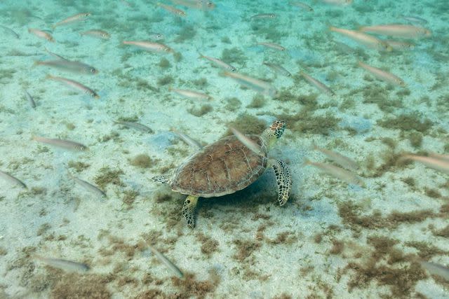 <p>Meredith Zimmerman</p> A green turtle spotted during a snorkeling excursion.